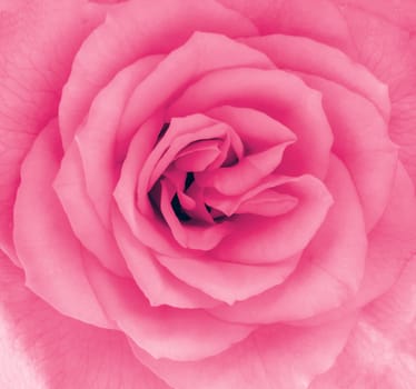 Close-up detail of a pink rose flower in blossom