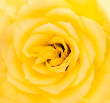 Close-up detail of a yellow rose flower in blossom