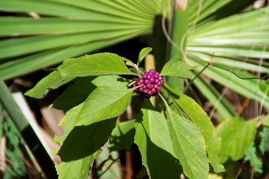 Beauty berries growing wild in Southern Florida