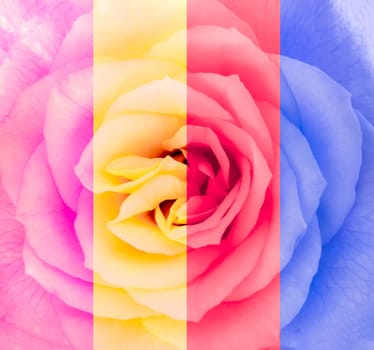 Close-up detail of blooming rose flower in multicolor