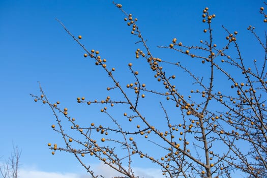 View of sorbo fruits on branches tree