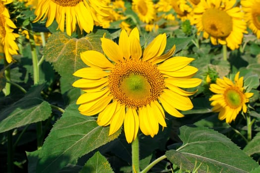 Beautiful close-up photo of big yellow sunflower