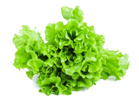 Fresh green Lettuce salad isolated on white background