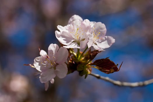 Beautiful pink flowers of Cherry blossom or Japanese Sakura in spring bloom