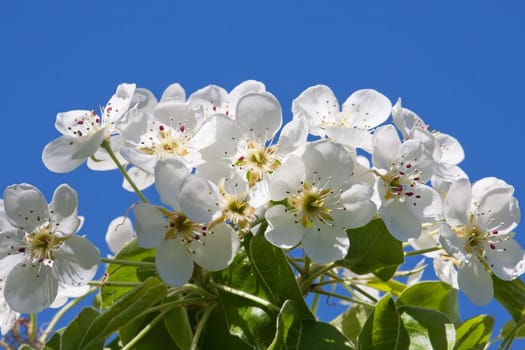 Beautiful spring blossom of apple cherry tree with white flowers