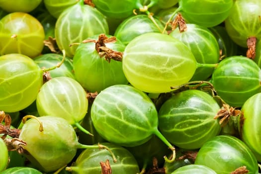 Fresh green gooseberries making full frame background