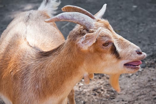 Nice close-up portrait of cute baby goat