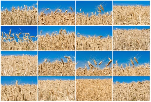 Beautiful golden wheat field under blue sky
