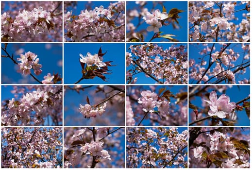 Beautiful pink flowers of Cherry blossom or Japanese Sakura in spring bloom