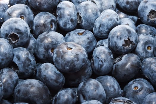 Beautiful organic background made of freshly picked blueberries