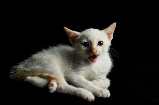 White Young Baby Cat on a Black Background