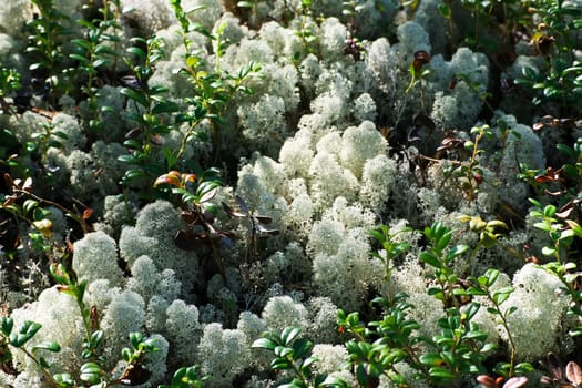 Nice lichen covering old stone on sunny day
