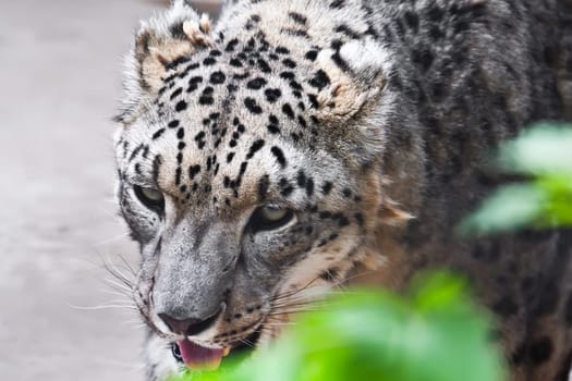 Beautiful close-up photo of rare Snow Leopard