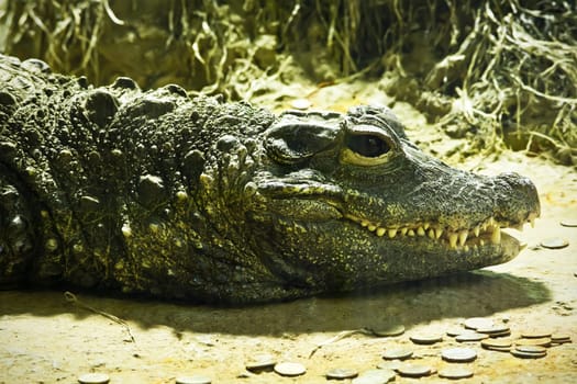 Beautiful closeup photo of big green crocodile