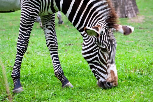 Nice close-up photo of young male zebra in zoo