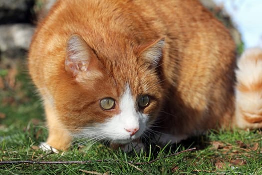 A cat about to attack