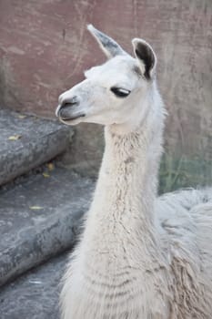 Funny close-up portrait of llama in zoo
