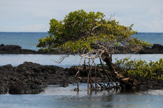 In Galapagos