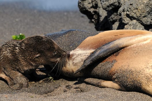 Sea lion suckles baby