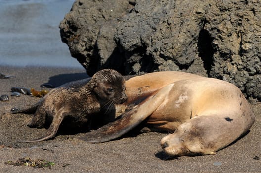 Recorded in Galapagos