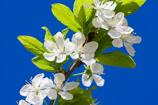 Beautiful spring blossom of apple cherry tree with white flowers