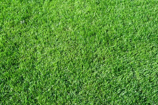 Green lush grass background under bright sunlight