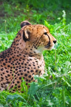 Close up portrait of young graceful Cheetah