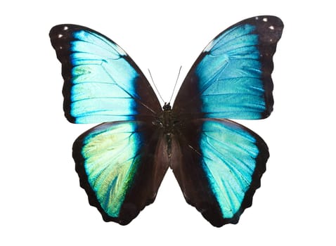 Tropical butterfly Deidamia Morpho isolated on white background