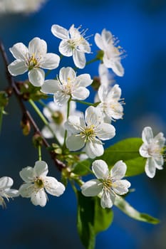 Beautiful spring blossom of cherry tree with white flowers
