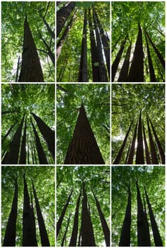 Green forest on sunny day
