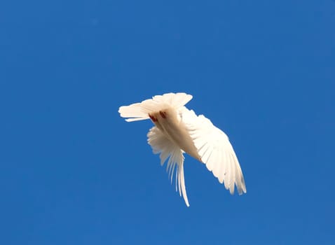 Nice close-up photo of white flying pigeon