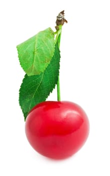 Red cherry isolated on white background