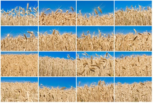 Beautiful golden wheat field under blue sky