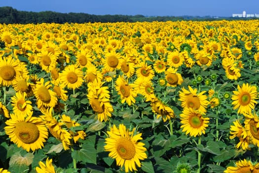 Blooming field of sunflowers under blue sky