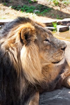 African male lion in zoo