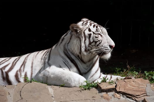 Beautiful close-up portrait of majestic White Tiger