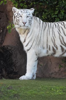 Rare Black and White Striped Adult Tiger