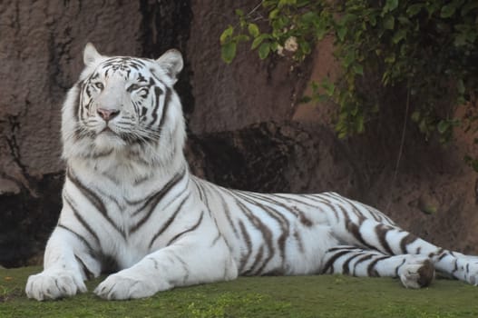 Rare Black and White Striped Adult Tiger