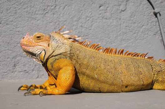 Colored Young Male Iguana Lizard on a Gray Surface