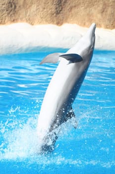 Funny Dolphins Swimming on a very Blue Water