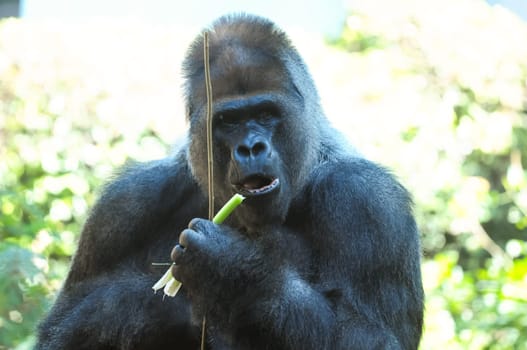 Strong Adult Black Gorilla on the Green Floor