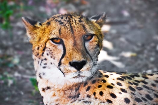 Beautiful close-up portrait of young graceful Cheetah