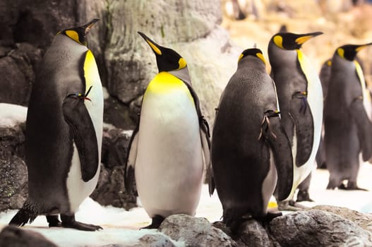 Black and White Colored Penguin in a Cold Place
