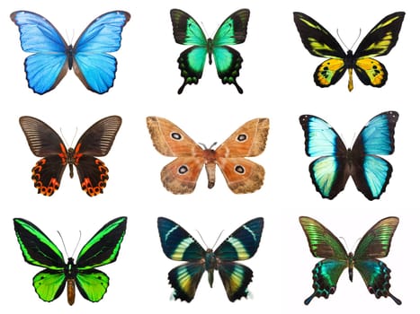 Collection of beautiful tropical butterflies isolated on white background