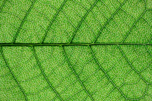 Nice macro photo of big green leaf