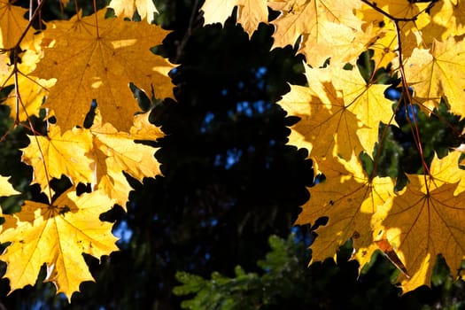 Beautiful photo of autumn golden yellow maple leaves