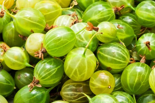 Fresh green gooseberries making full frame background