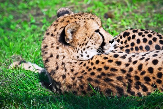 Beautiful close-up portrait of young graceful Cheetah