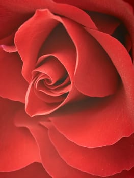 Red rose macro