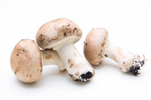 Fungus